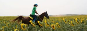 Entrenamientos entre campos de girasoles