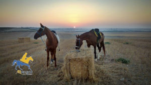 Rutas a caballo en Sanlúcar de Barrameda