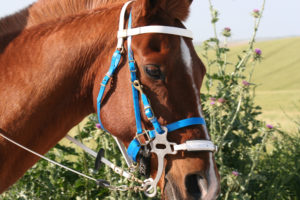 Haikan, caballo Prá